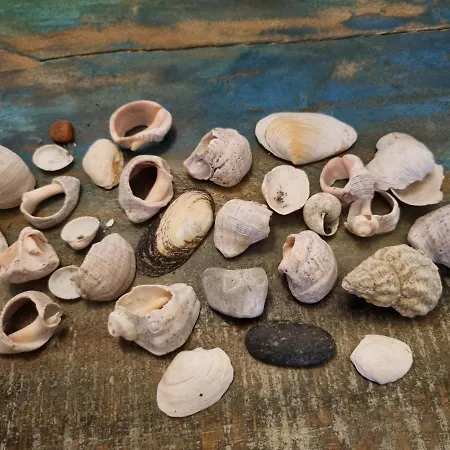 Birutes Гостевой дом Паланга