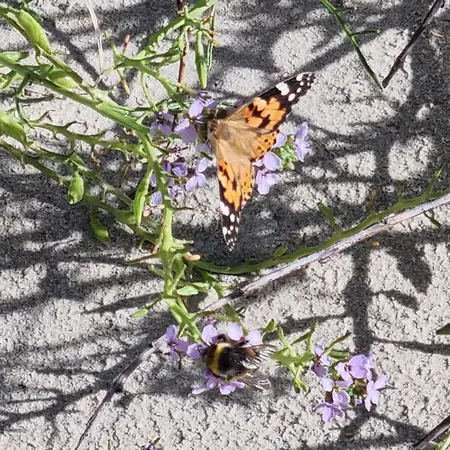 Гостевой дом Birutes 3*