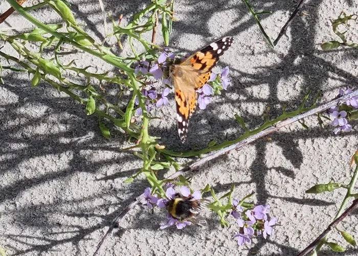 Гостевой дом Birutes 3*